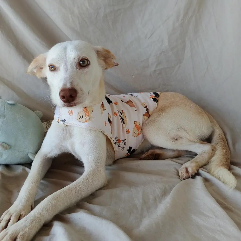 Barto, cachorro de porte pequeno para adoção em Salvador - BA — foto 5 de 14