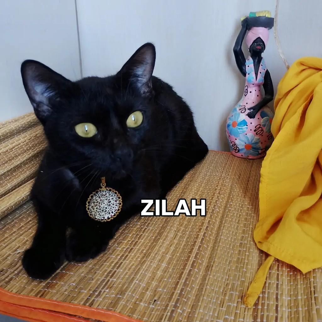 Zilah, gata de porte pequeno para adoção em Salvador - BA