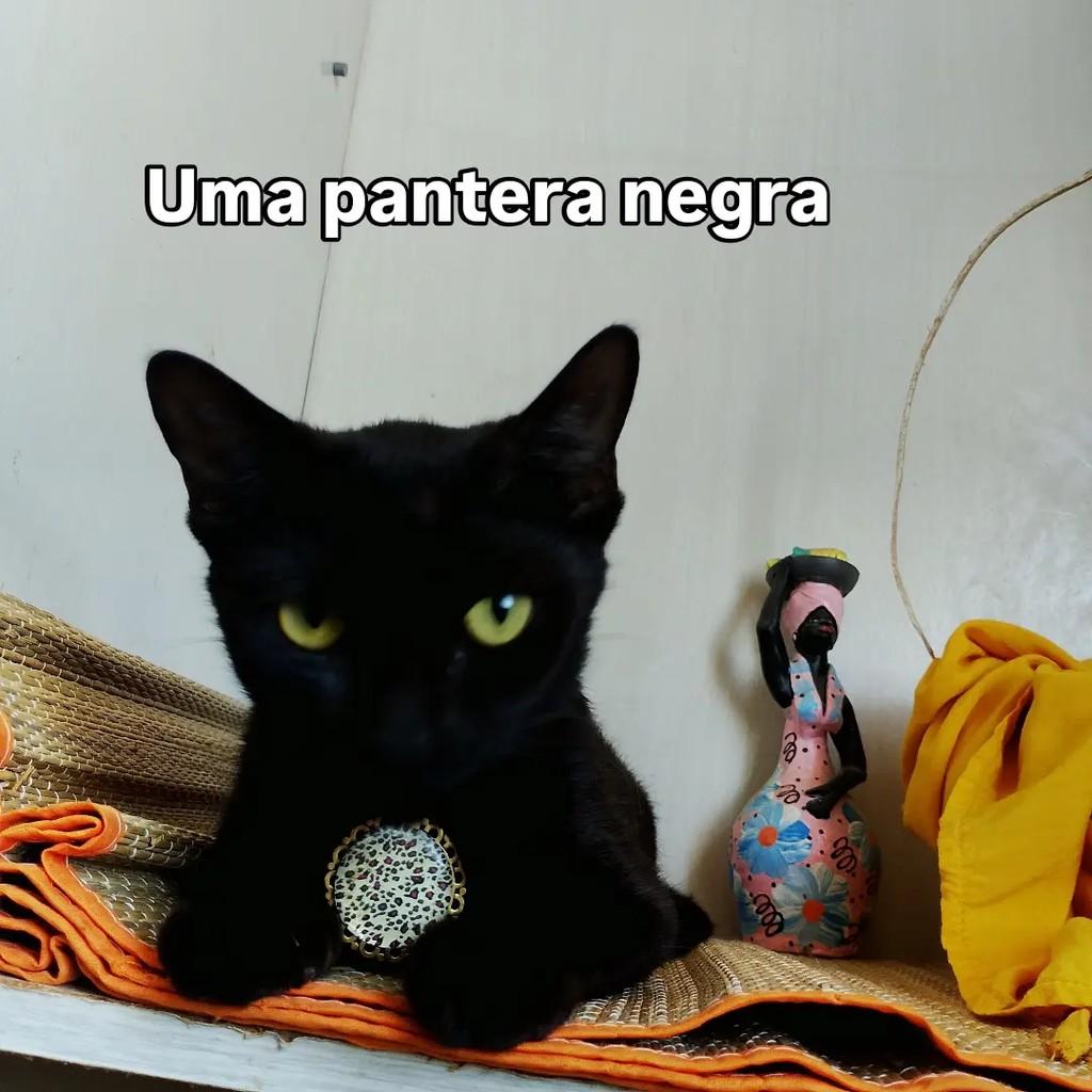 Zilah, gata de porte pequeno para adoção em Salvador - BA — foto 2 de 13