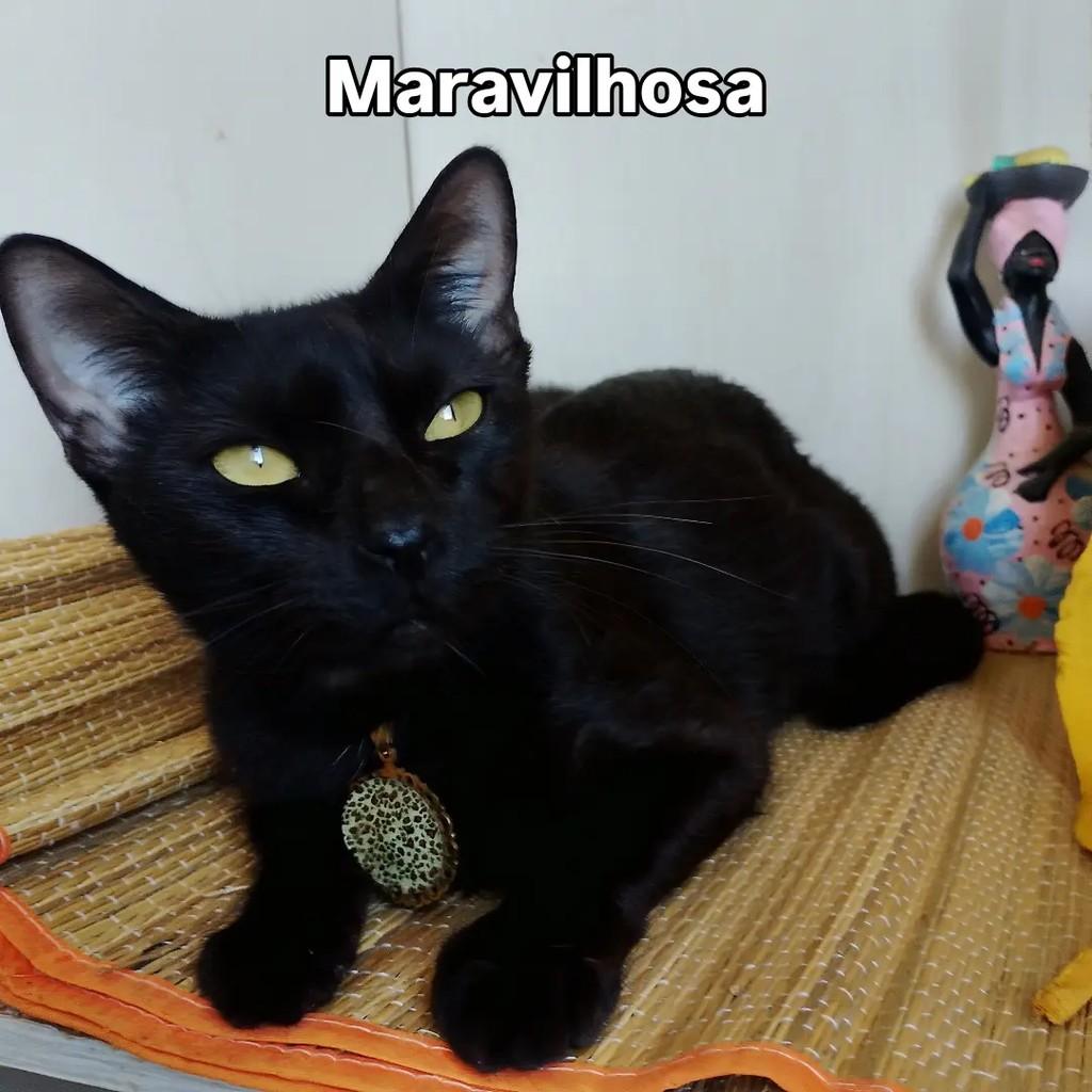Zilah, gata de porte pequeno para adoção em Salvador - BA — foto 3 de 13