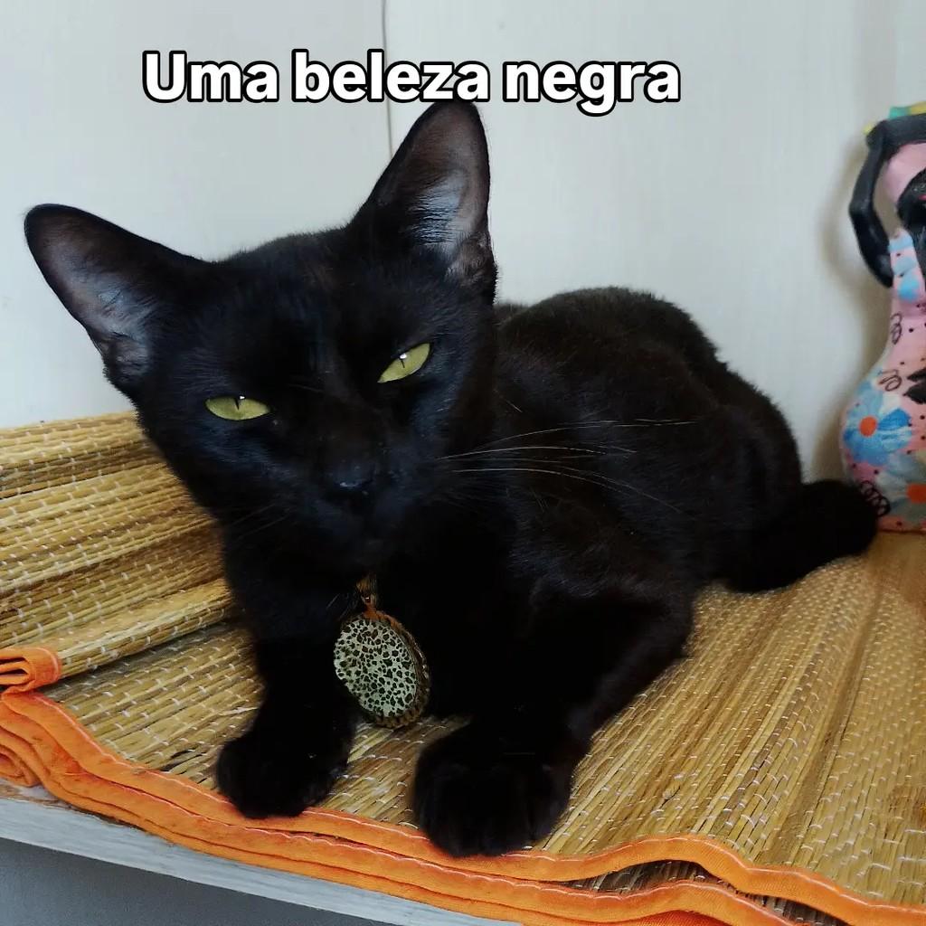 Zilah, gata de porte pequeno para adoção em Salvador - BA — foto 4 de 13