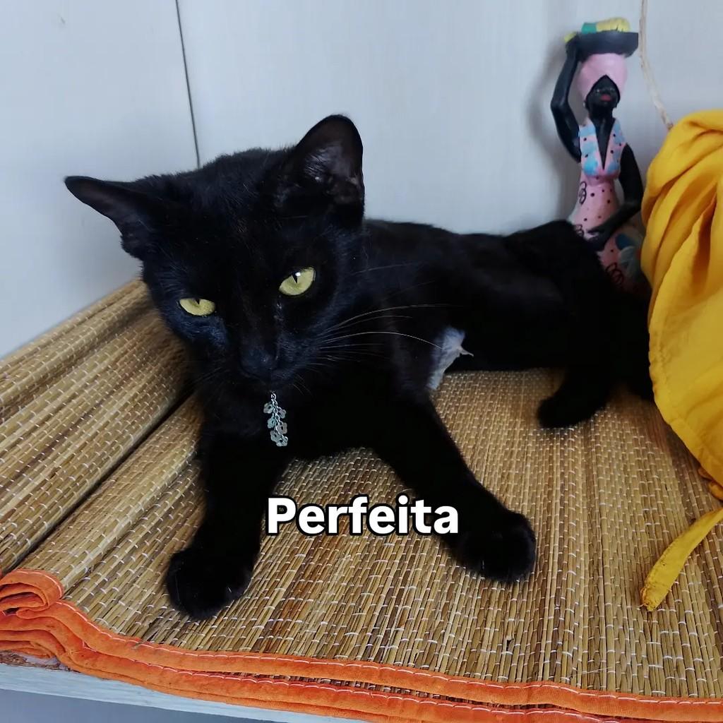 Zilah, gata de porte pequeno para adoção em Salvador - BA — foto 5 de 13