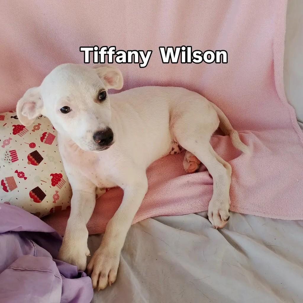 Tiffany, cadela de porte pequeno para adoção em Salvador - BA