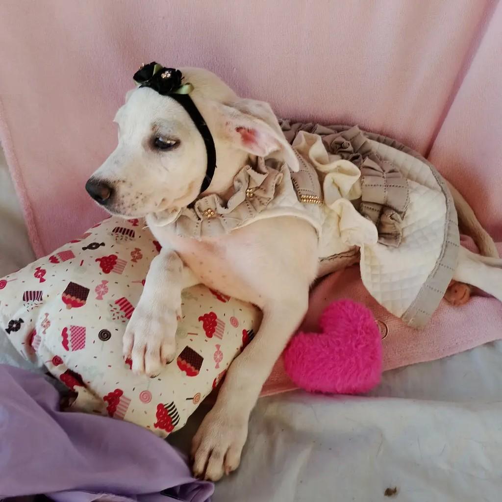 Tiffany, cadela de porte pequeno para adoção em Salvador - BA — foto 2 de 7