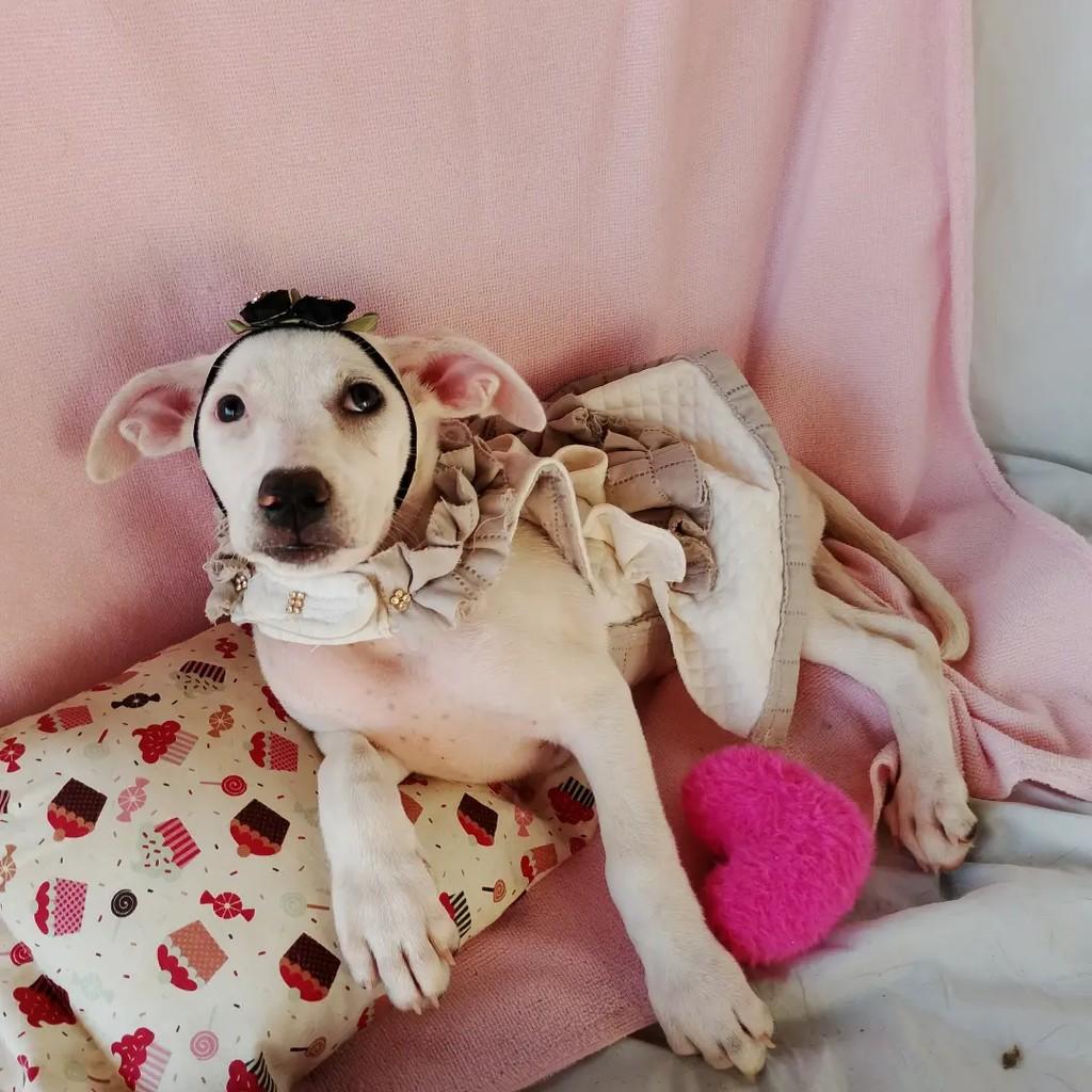 Tiffany, cadela de porte pequeno para adoção em Salvador - BA — foto 3 de 7