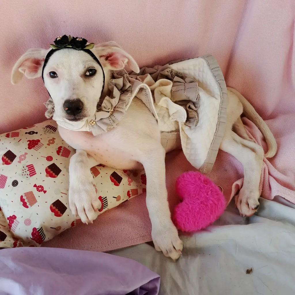 Tiffany, cadela de porte pequeno para adoção em Salvador - BA — foto 5 de 7