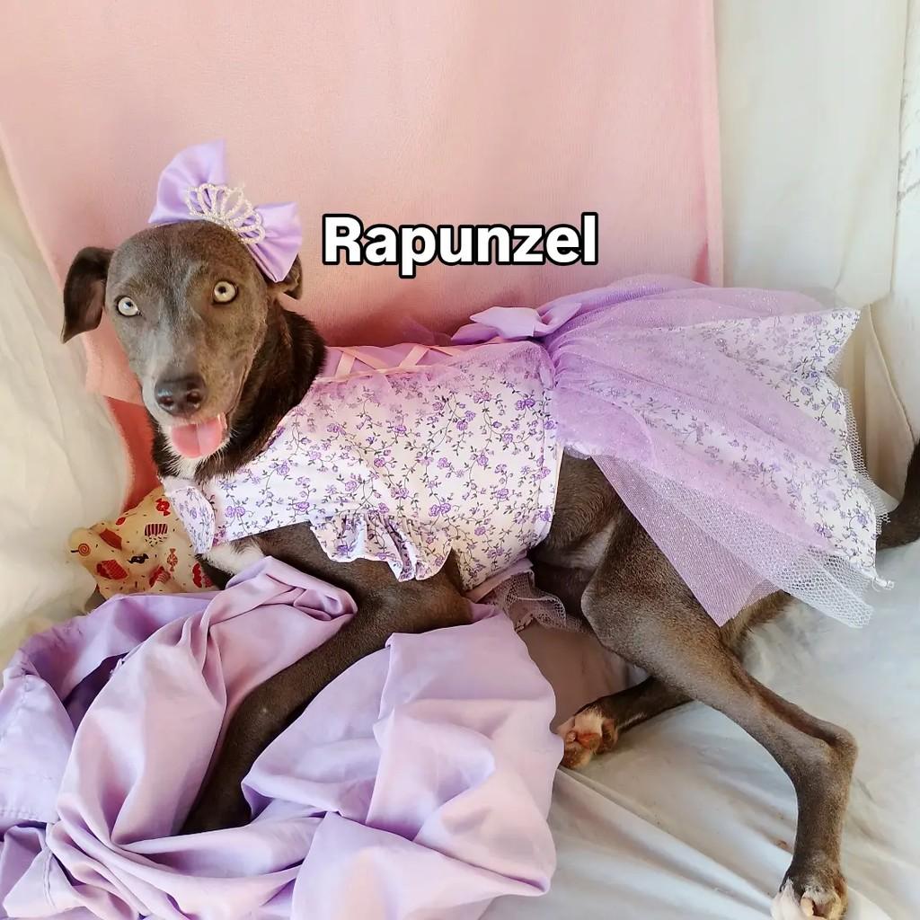 RApunzel, cadela de porte médio para adoção em Salvador - BA