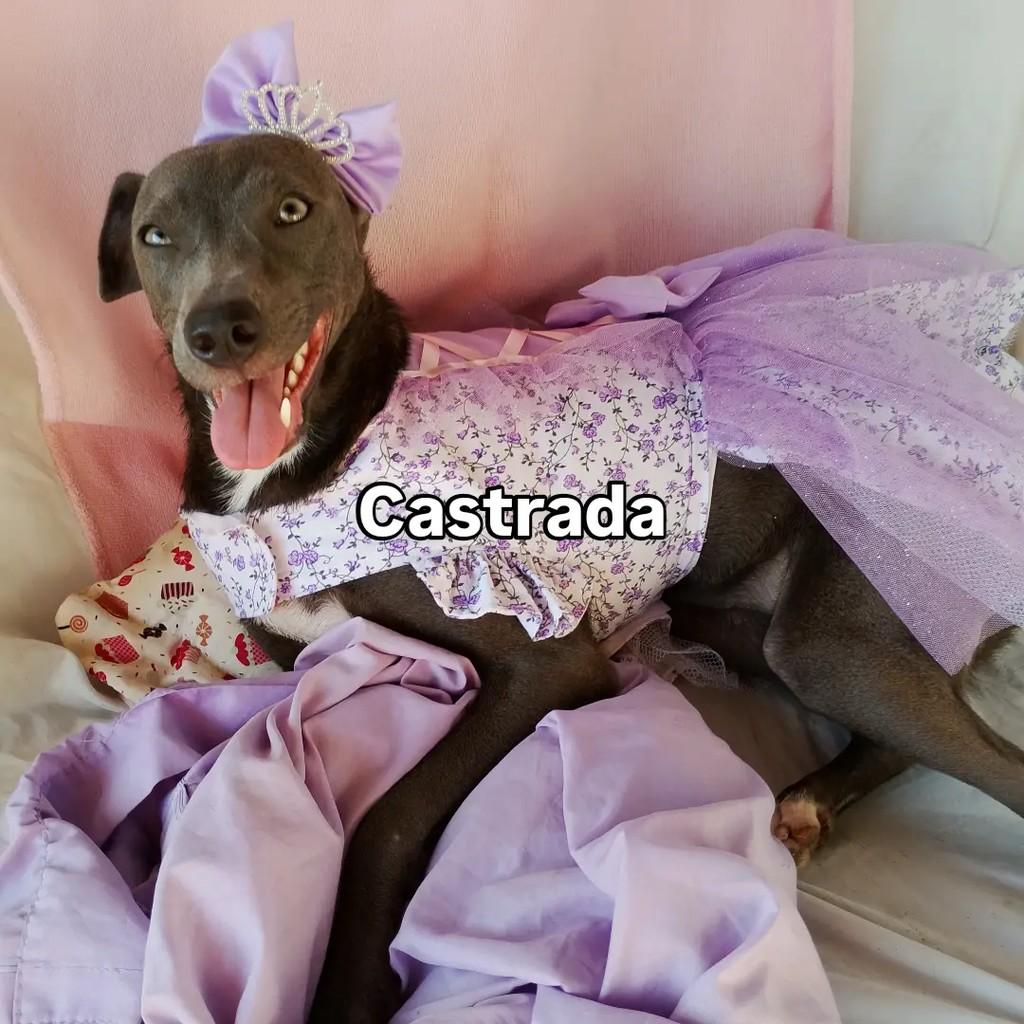 RApunzel, cadela de porte médio para adoção em Salvador - BA — foto 2 de 9