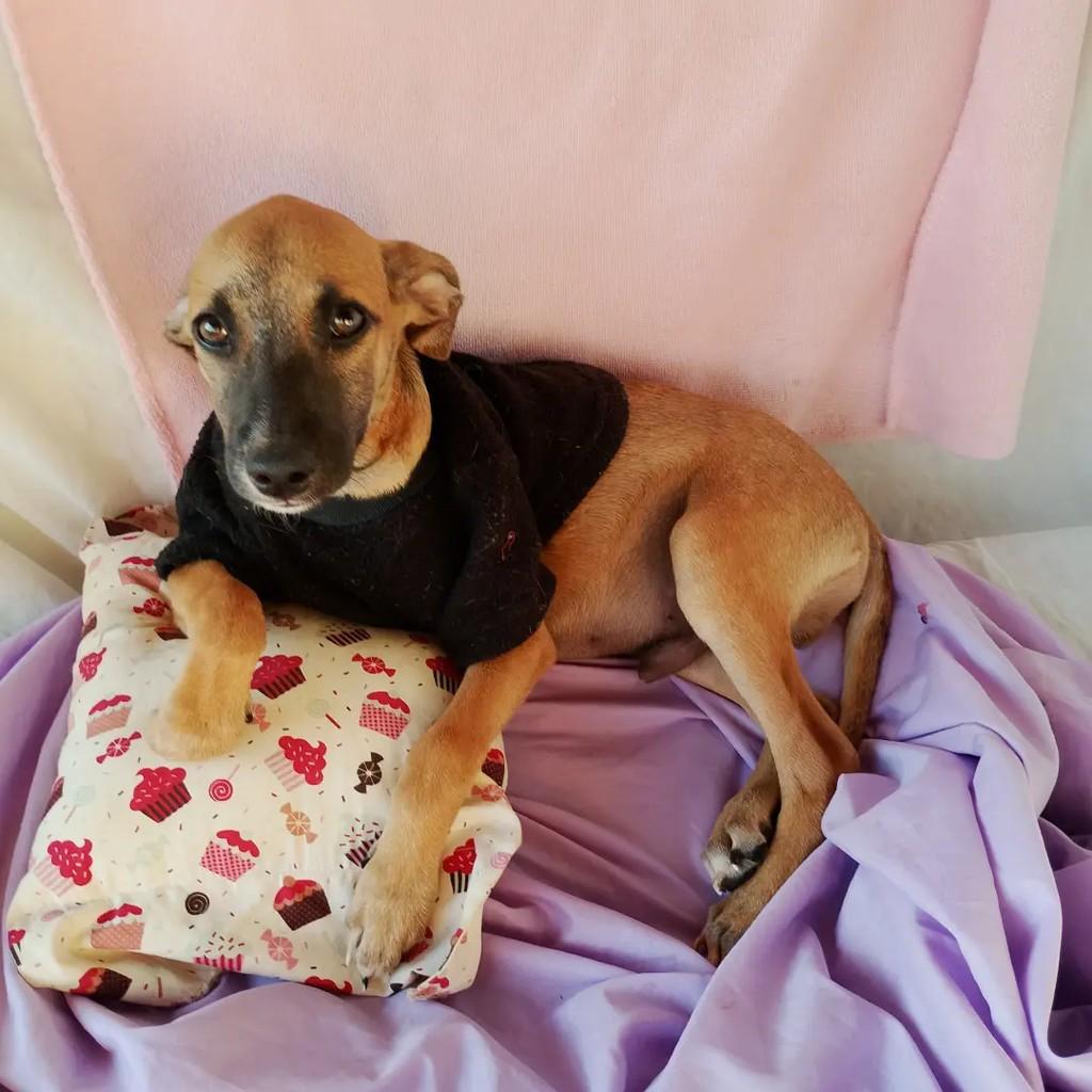 Léozito Caramelo, cachorro de porte pequeno para adoção em Salvador - BA