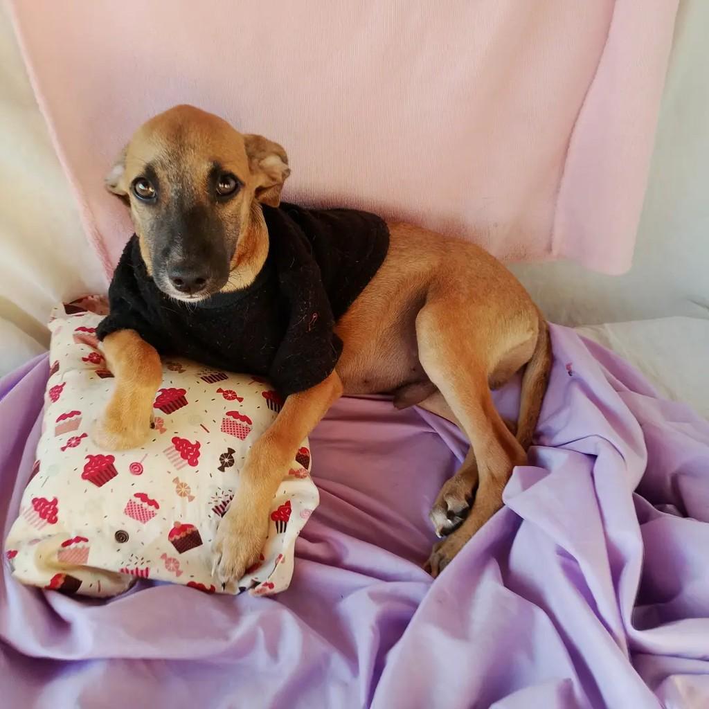 Léozito Caramelo, cachorro de porte pequeno para adoção em Salvador - BA — foto 2 de 8