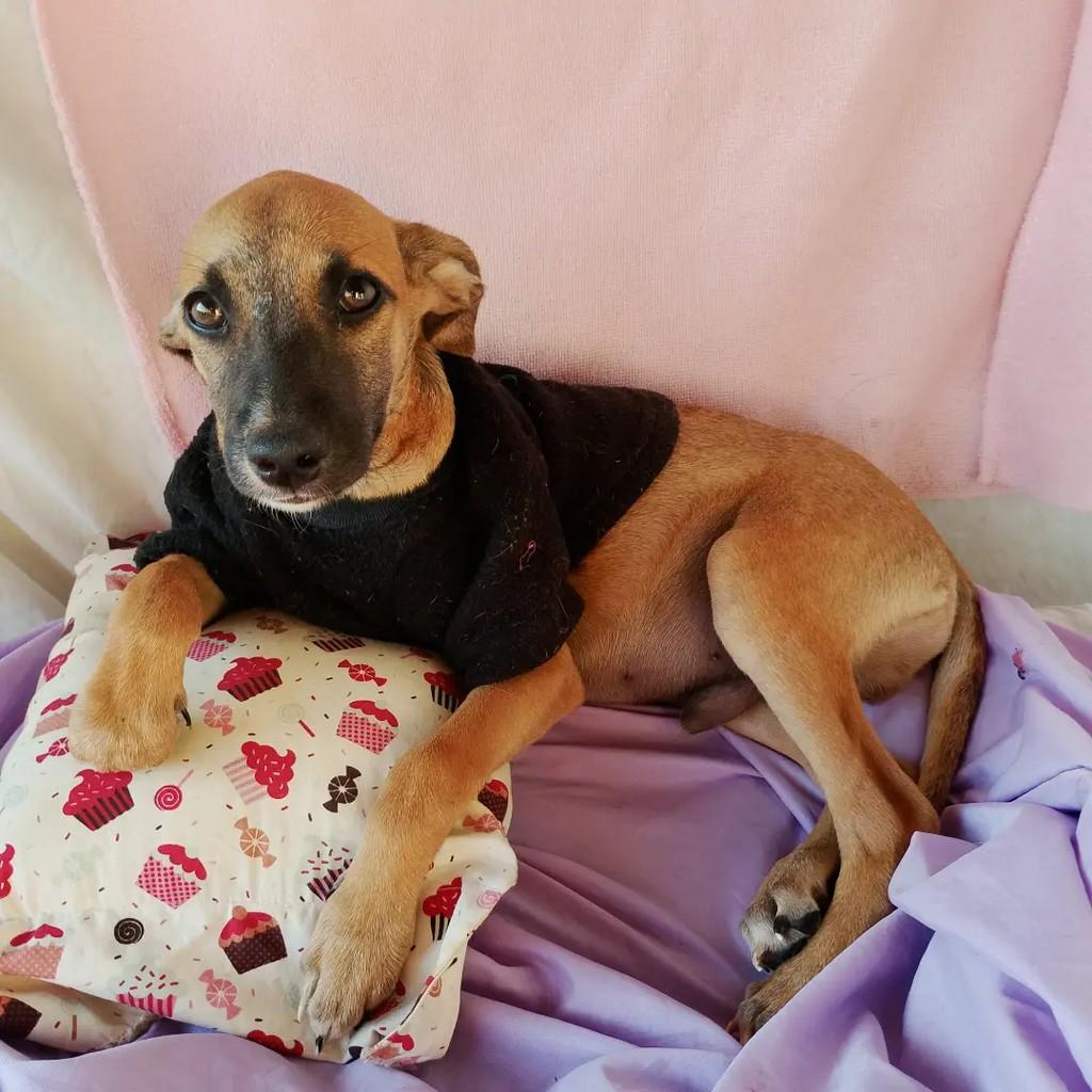 Léozito Caramelo, cachorro de porte pequeno para adoção em Salvador - BA — foto 3 de 8