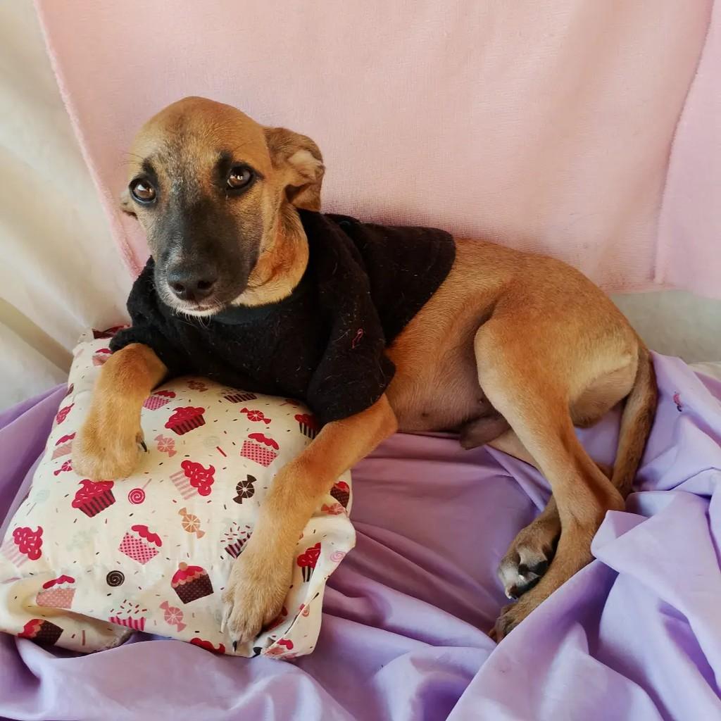 Léozito Caramelo, cachorro de porte pequeno para adoção em Salvador - BA — foto 4 de 8