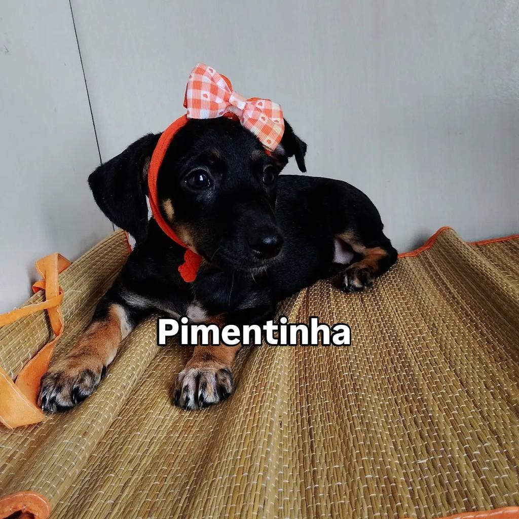 Pimentinha, cadela de porte pequeno para adoção em Salvador - BA