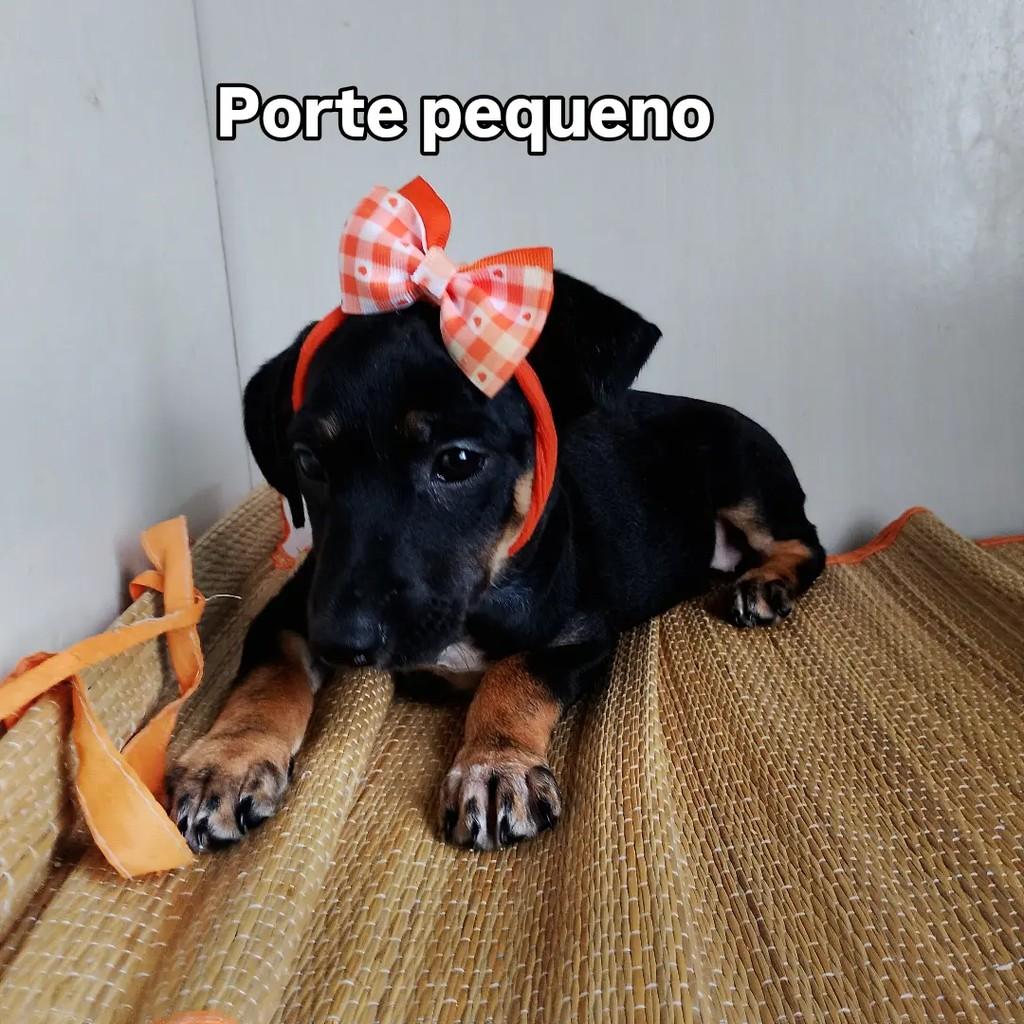 Pimentinha, cadela de porte pequeno para adoção em Salvador - BA — foto 3 de 6