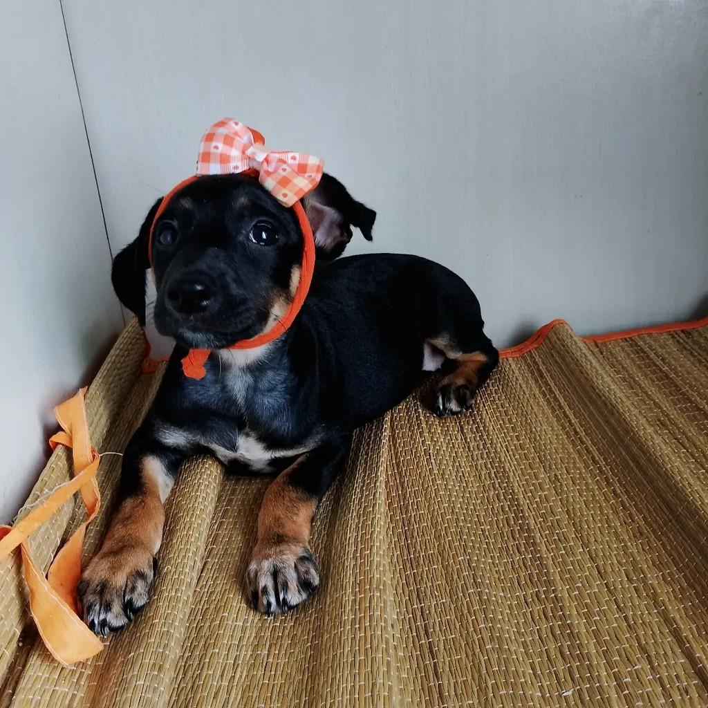 Pimentinha, cadela de porte pequeno para adoção em Salvador - BA — foto 5 de 6