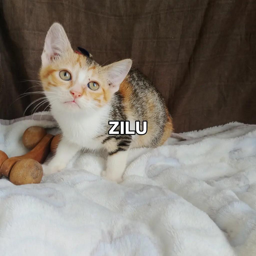 Zilu, gata de porte pequeno para adoção em Salvador - BA