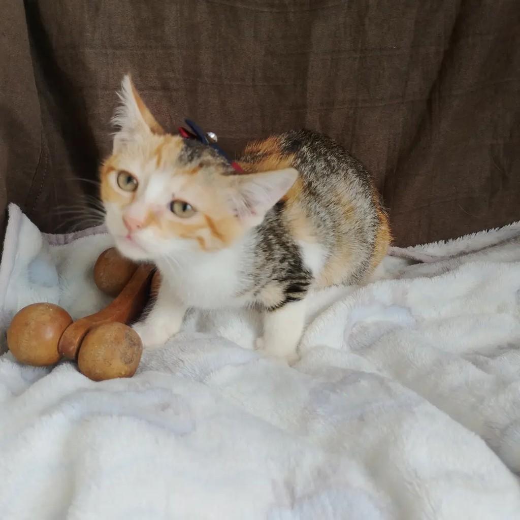 Zilu, gata de porte pequeno para adoção em Salvador - BA — foto 3 de 8
