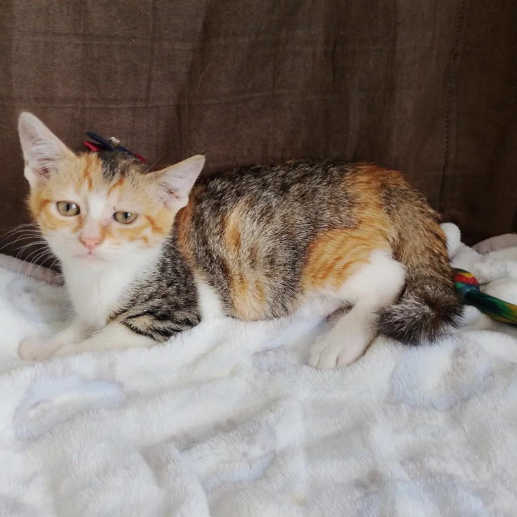 Zilu, gata de porte pequeno para adoção em Salvador - BA — foto 4 de 8