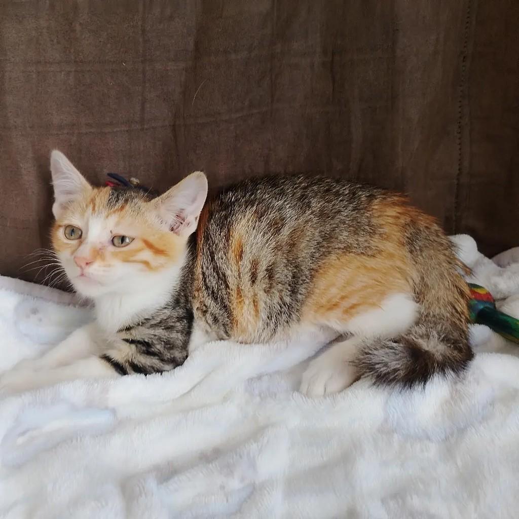 Zilu, gata de porte pequeno para adoção em Salvador - BA — foto 5 de 8