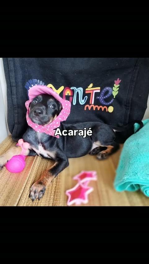 Acarajé, cadela de porte pequeno para adoção em Salvador - BA
