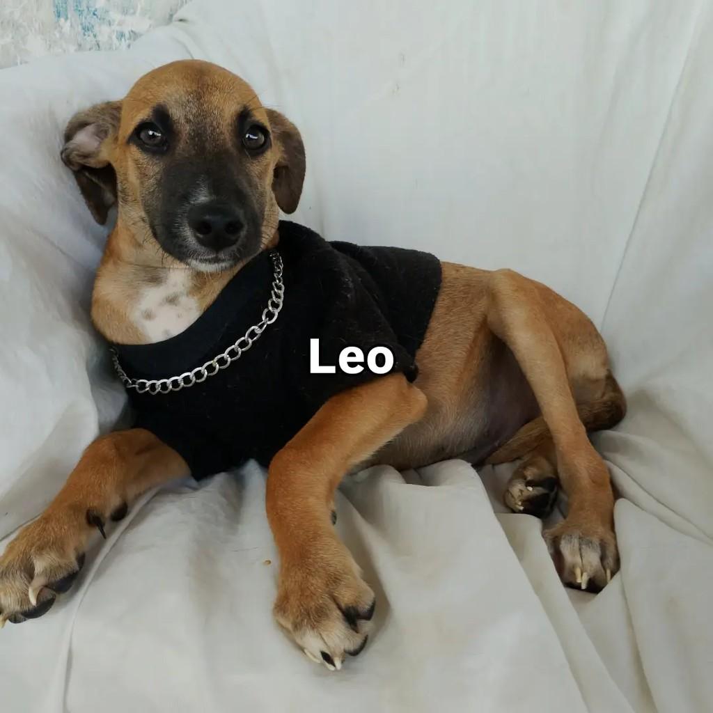 Léo Caramelo, cachorro de porte pequeno para adoção em Salvador - BA