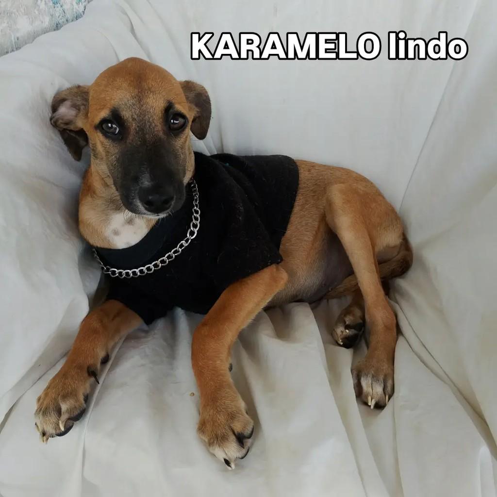 Léo Caramelo, cachorro de porte pequeno para adoção em Salvador - BA — foto 2 de 11