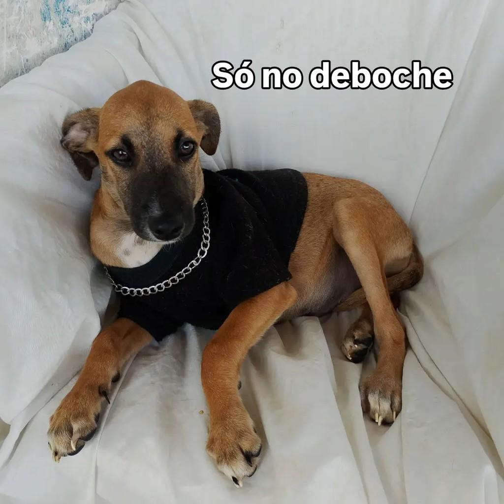 Léo Caramelo, cachorro de porte pequeno para adoção em Salvador - BA — foto 3 de 11
