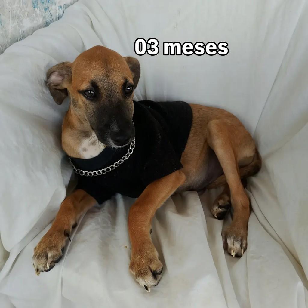 Léo Caramelo, cachorro de porte pequeno para adoção em Salvador - BA — foto 4 de 11