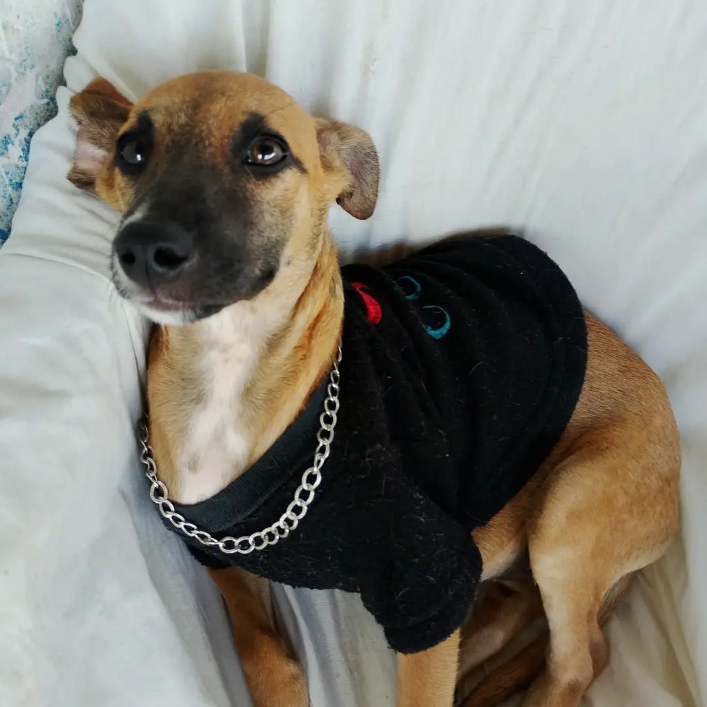 Léo Caramelo, cachorro de porte pequeno para adoção em Salvador - BA — foto 5 de 11