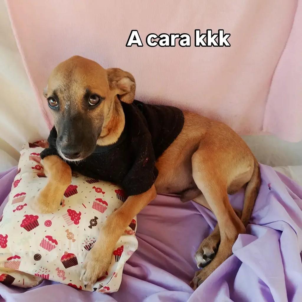 Léo, cachorro de porte pequeno para adoção em Salvador - BA