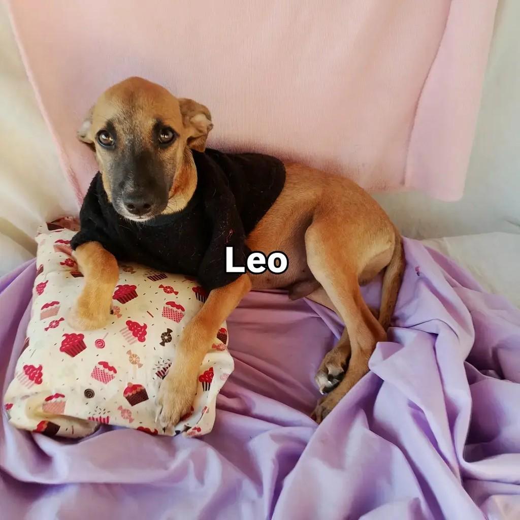 Léo, cachorro de porte pequeno para adoção em Salvador - BA — foto 2 de 7