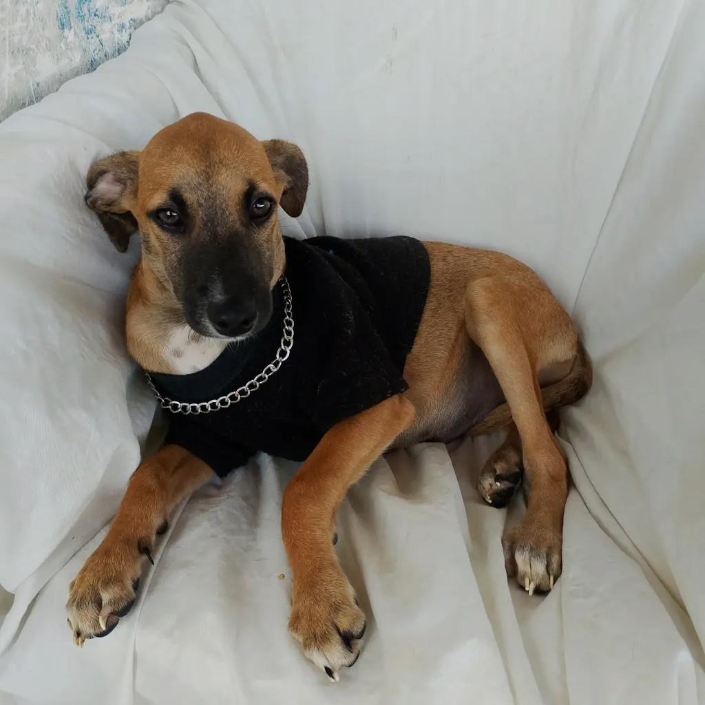Léo, cachorro de porte pequeno para adoção em Salvador - BA — foto 3 de 7