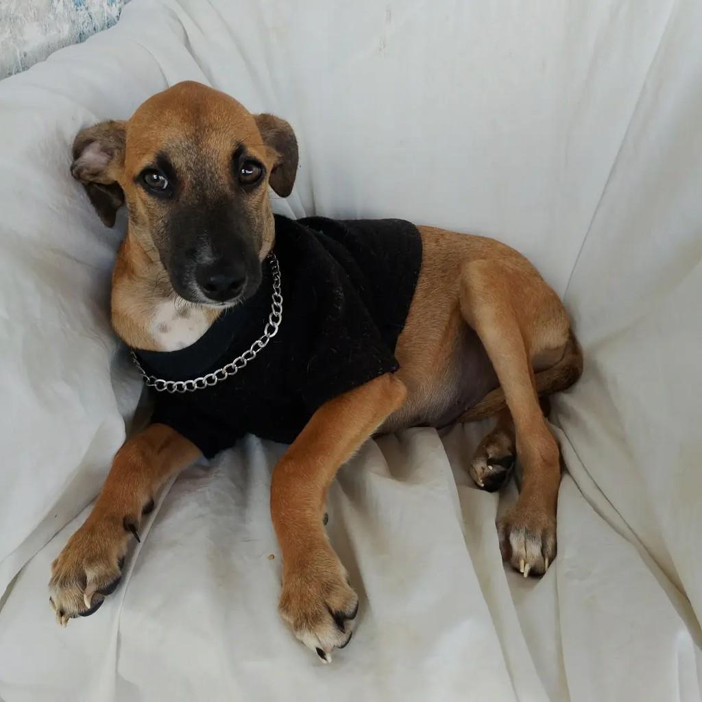 Léo, cachorro de porte pequeno para adoção em Salvador - BA — foto 4 de 7
