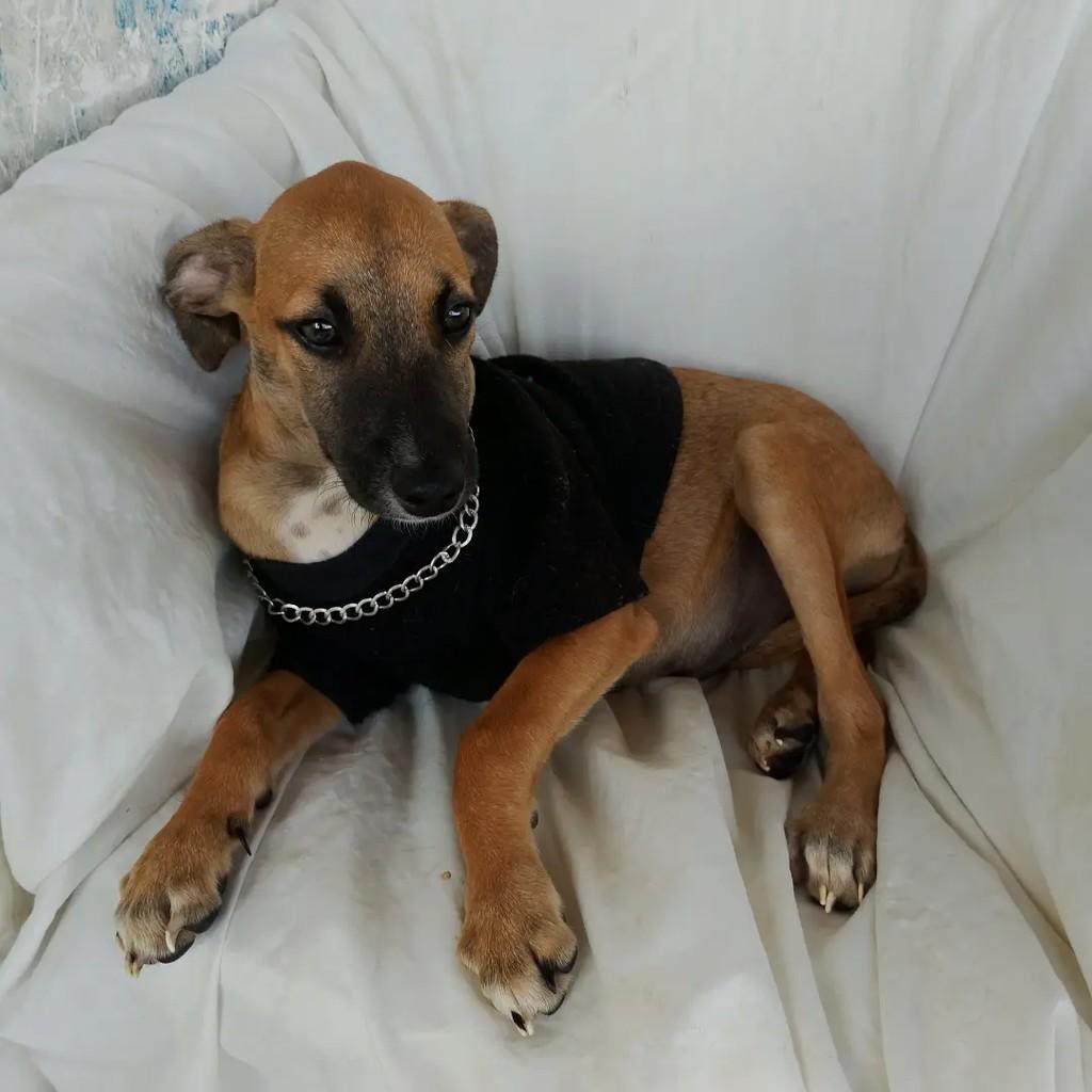 Léo, cachorro de porte pequeno para adoção em Salvador - BA — foto 5 de 7
