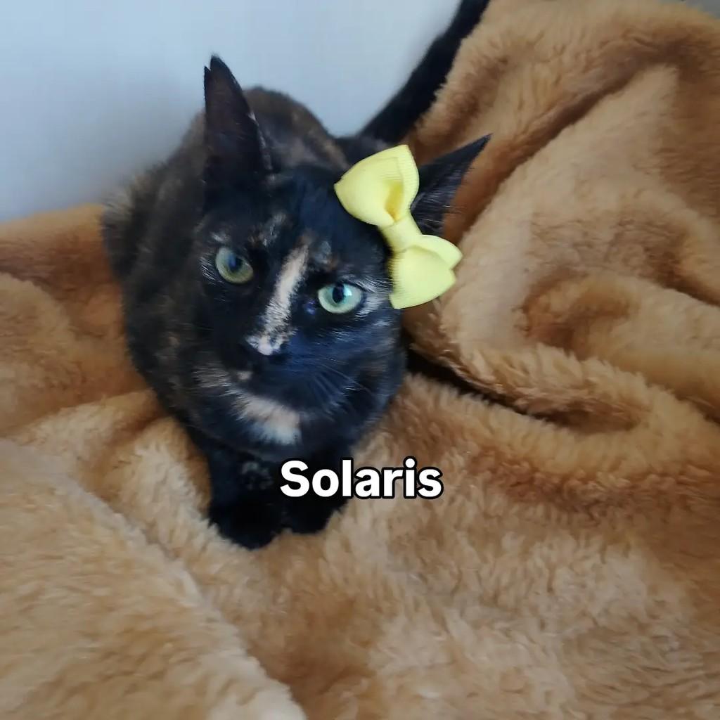 Solaris, gata de porte pequeno para adoção em Salvador - BA