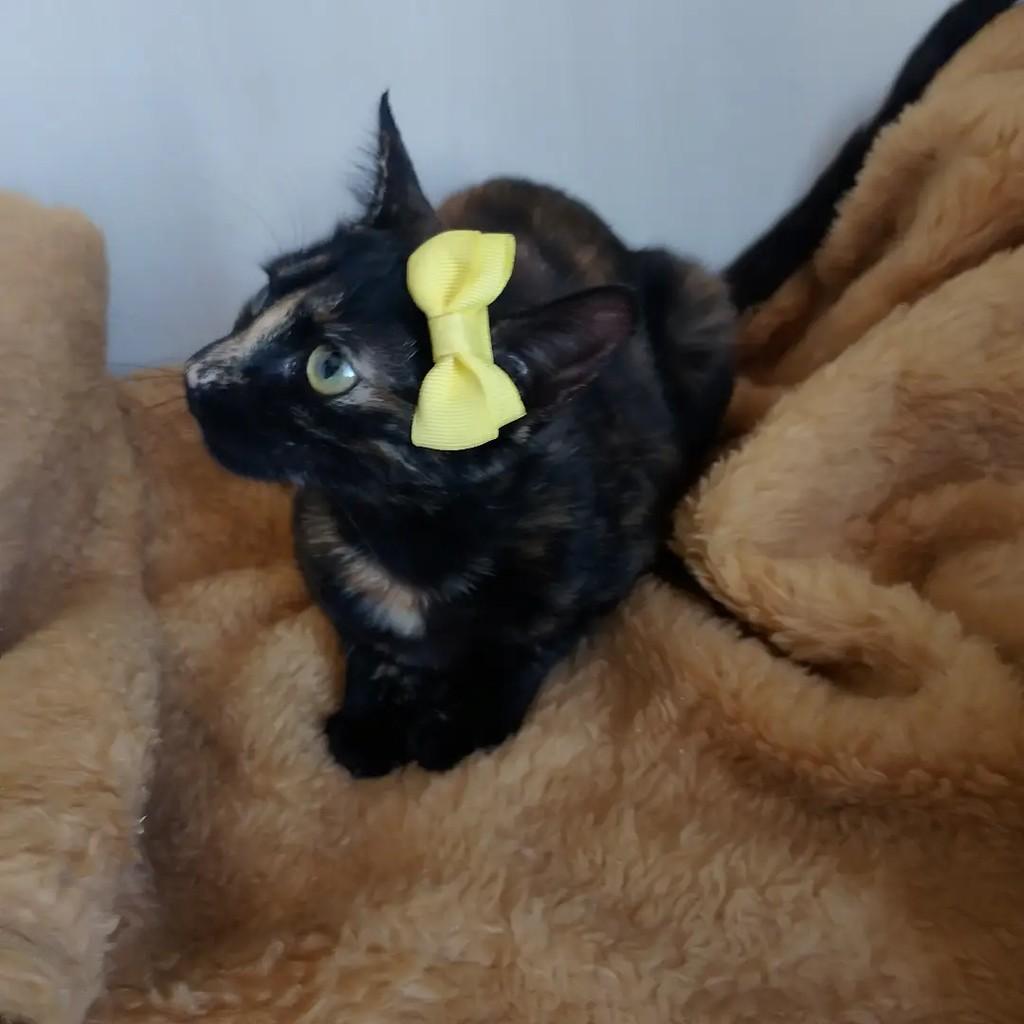 Solaris, gata de porte pequeno para adoção em Salvador - BA — foto 2 de 6