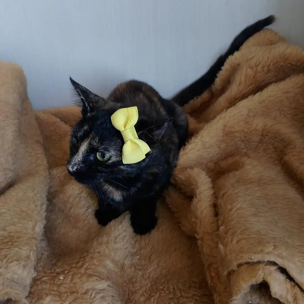 Solaris, gata de porte pequeno para adoção em Salvador - BA — foto 3 de 6