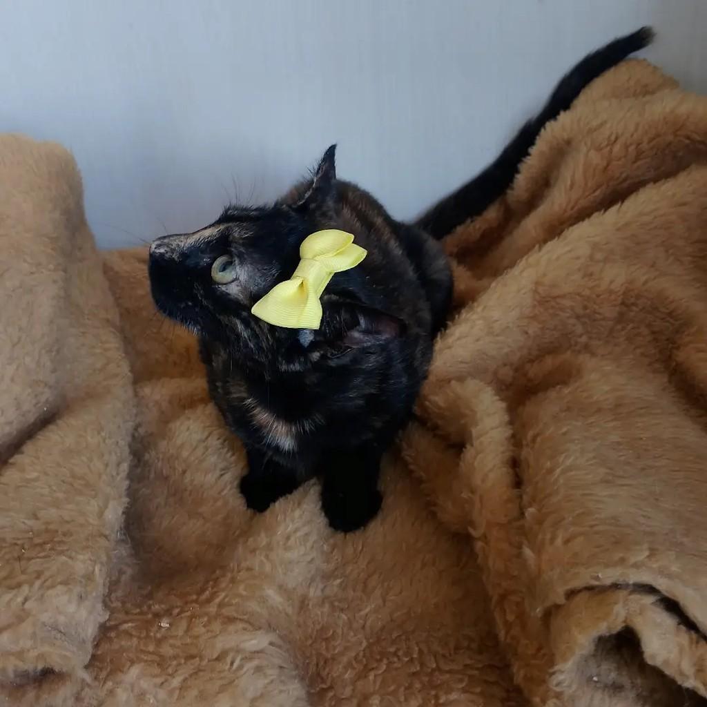 Solaris, gata de porte pequeno para adoção em Salvador - BA — foto 4 de 6
