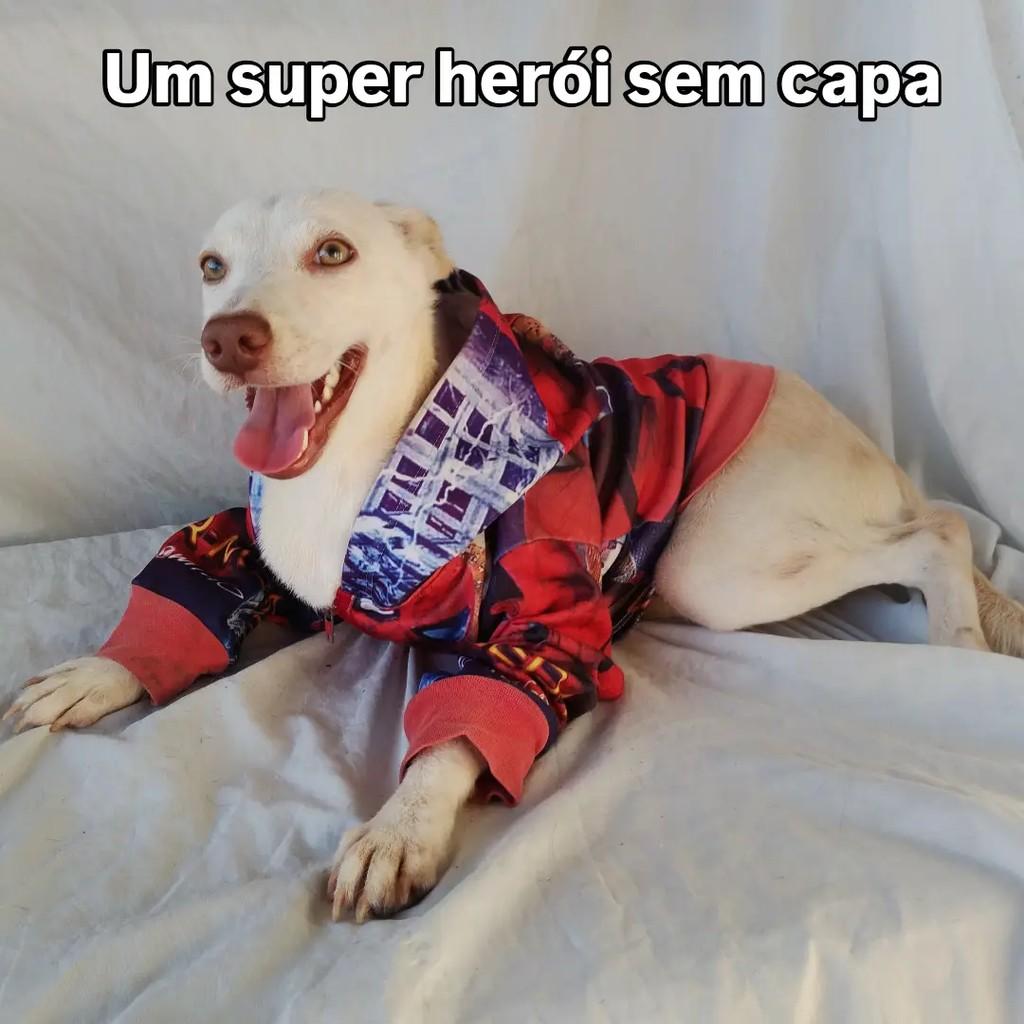 Marlon, cachorro de porte pequeno para adoção em Salvador - BA