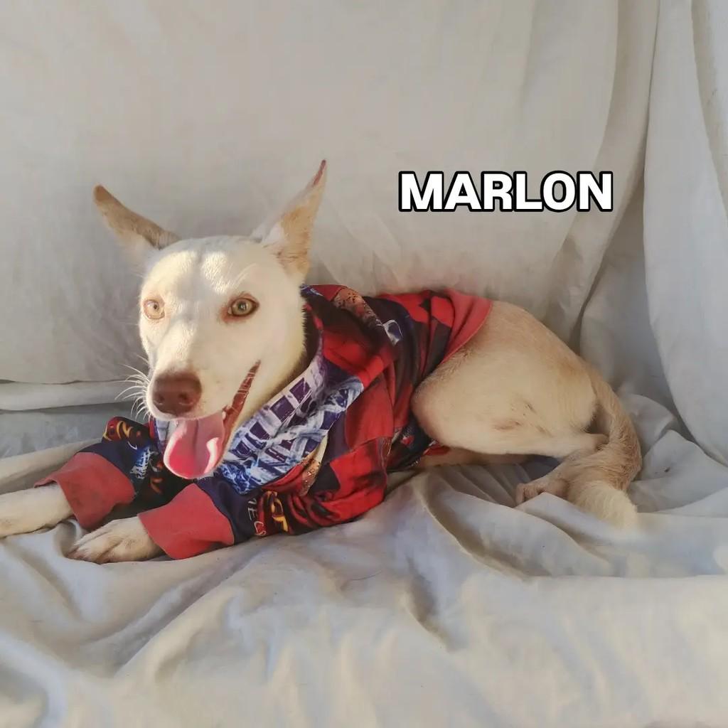 Marlon, cachorro de porte pequeno para adoção em Salvador - BA — foto 2 de 12