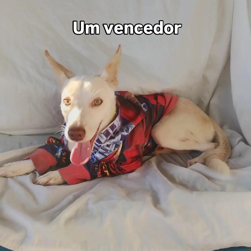 Marlon, cachorro de porte pequeno para adoção em Salvador - BA — foto 3 de 12