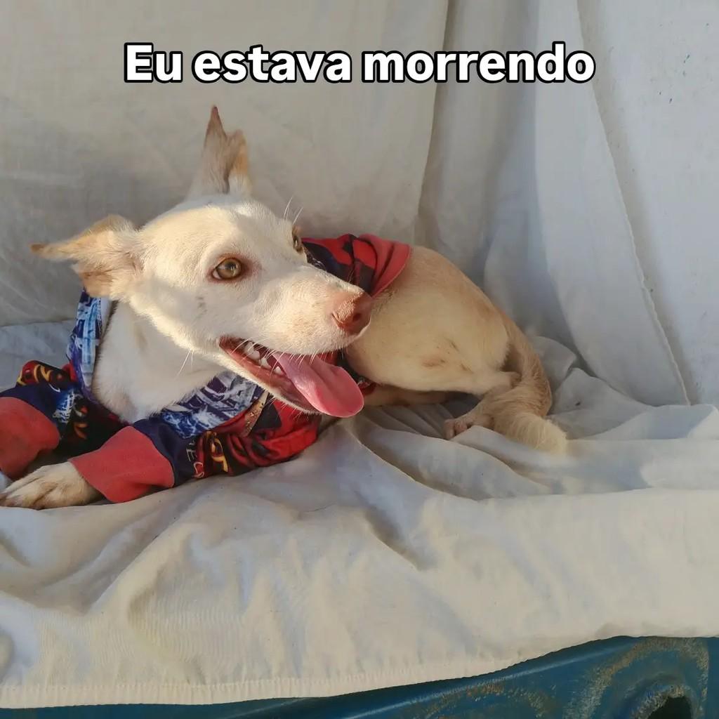 Marlon, cachorro de porte pequeno para adoção em Salvador - BA — foto 4 de 12