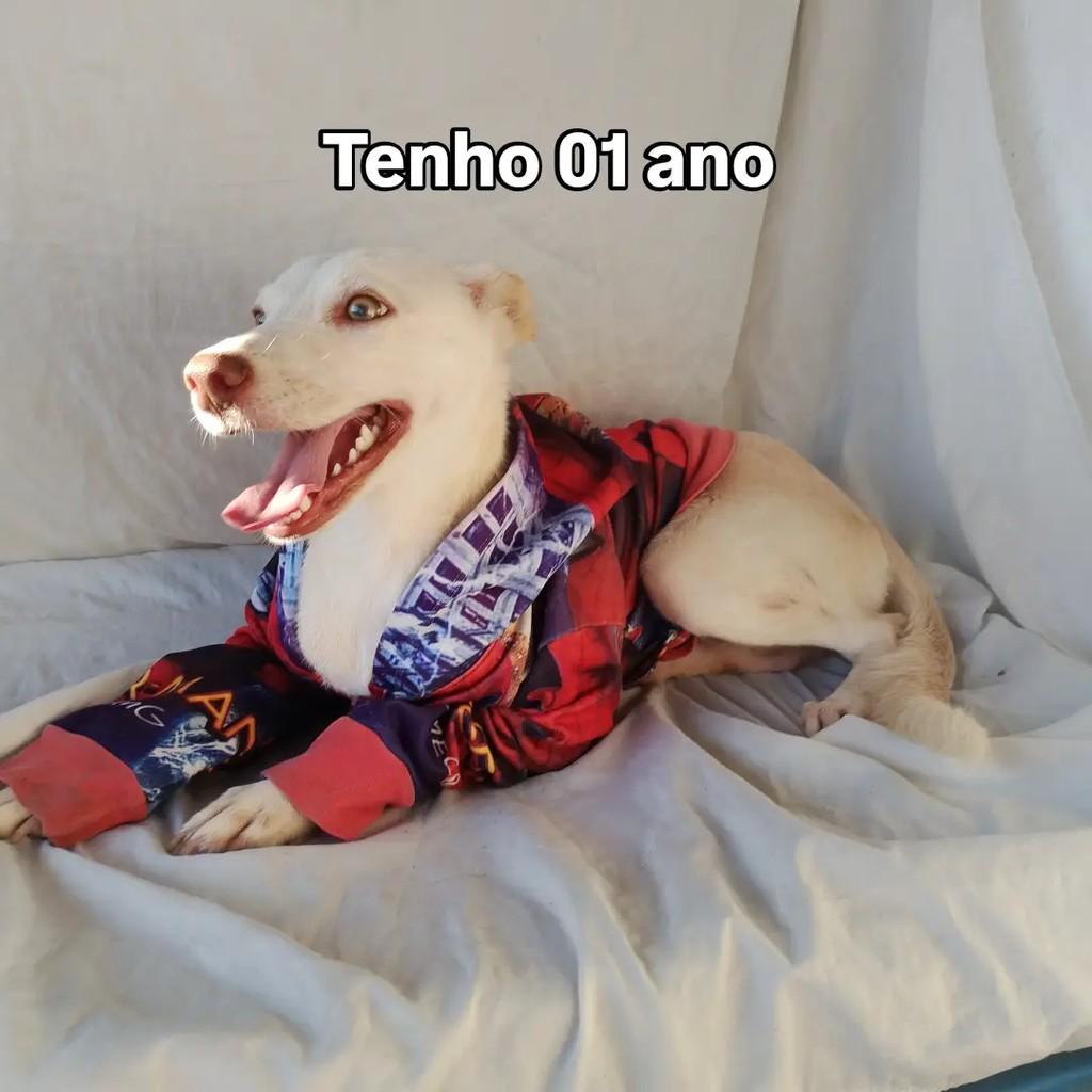 Marlon, cachorro de porte pequeno para adoção em Salvador - BA — foto 5 de 12