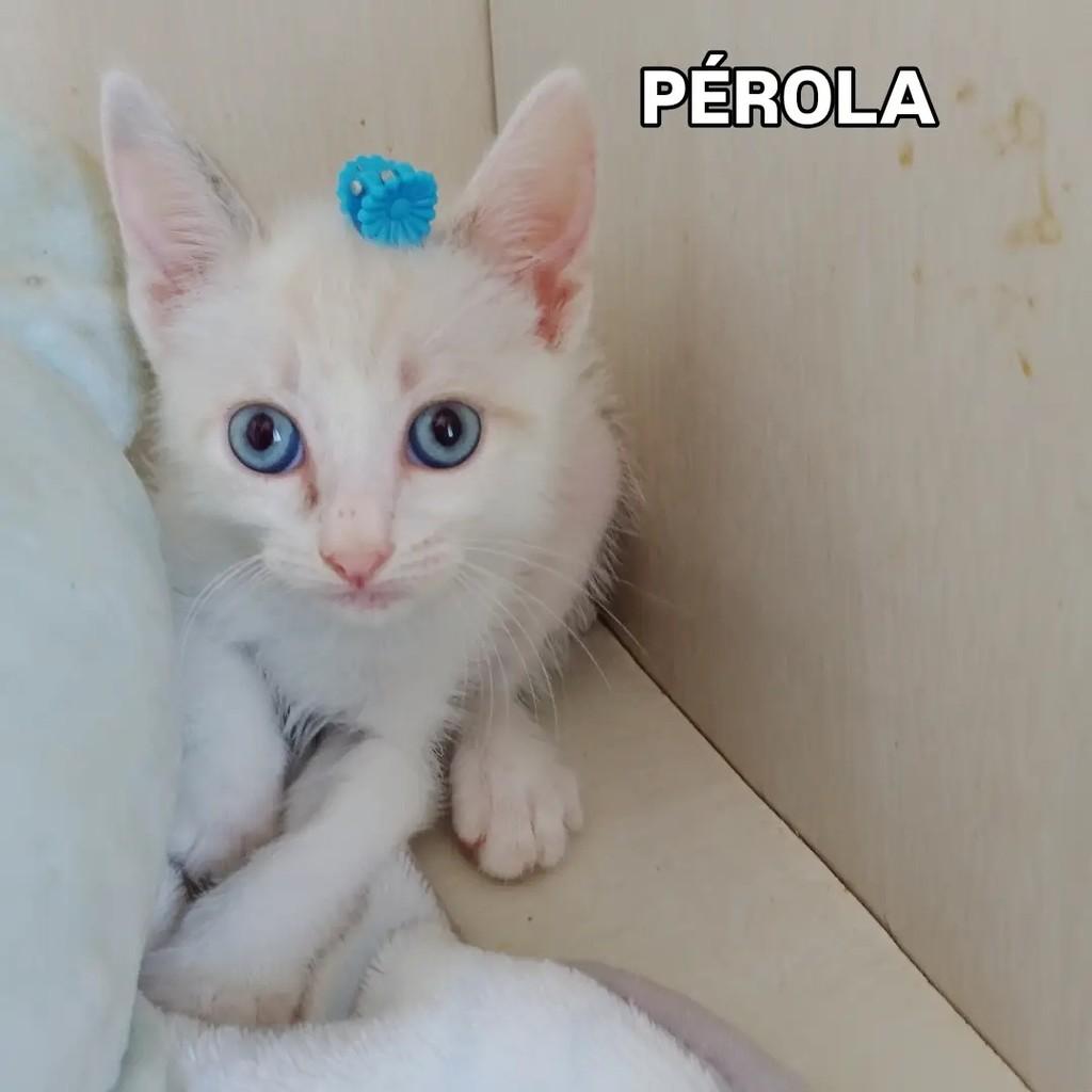 Pérola, gato de porte pequeno para adoção em Salvador - BA