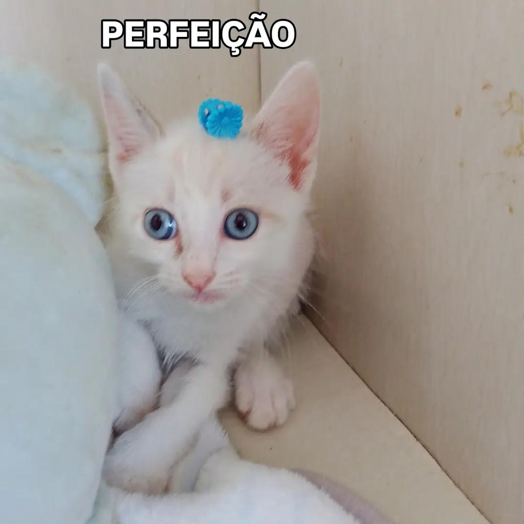 Pérola, gato de porte pequeno para adoção em Salvador - BA — foto 2 de 11
