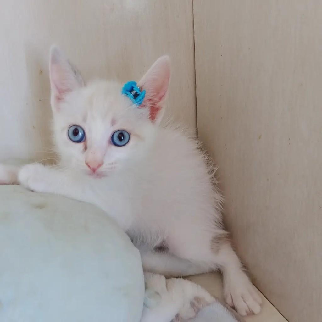 Pérola, gato de porte pequeno para adoção em Salvador - BA — foto 3 de 11