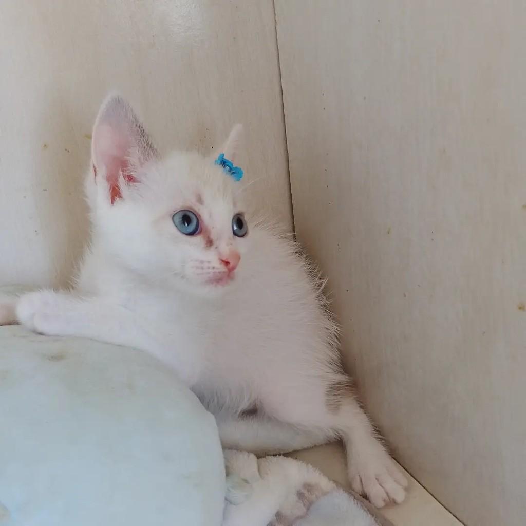Pérola, gato de porte pequeno para adoção em Salvador - BA — foto 4 de 11