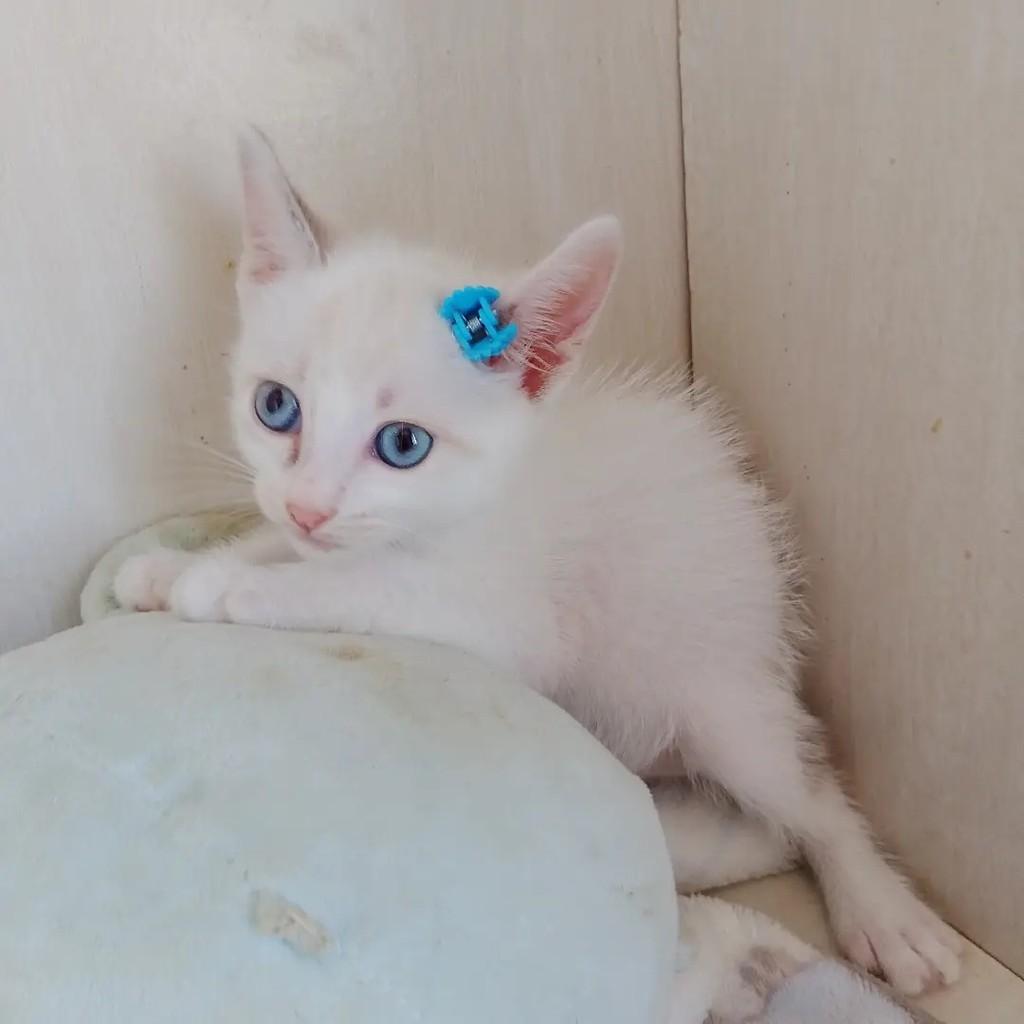 Pérola, gato de porte pequeno para adoção em Salvador - BA — foto 5 de 11