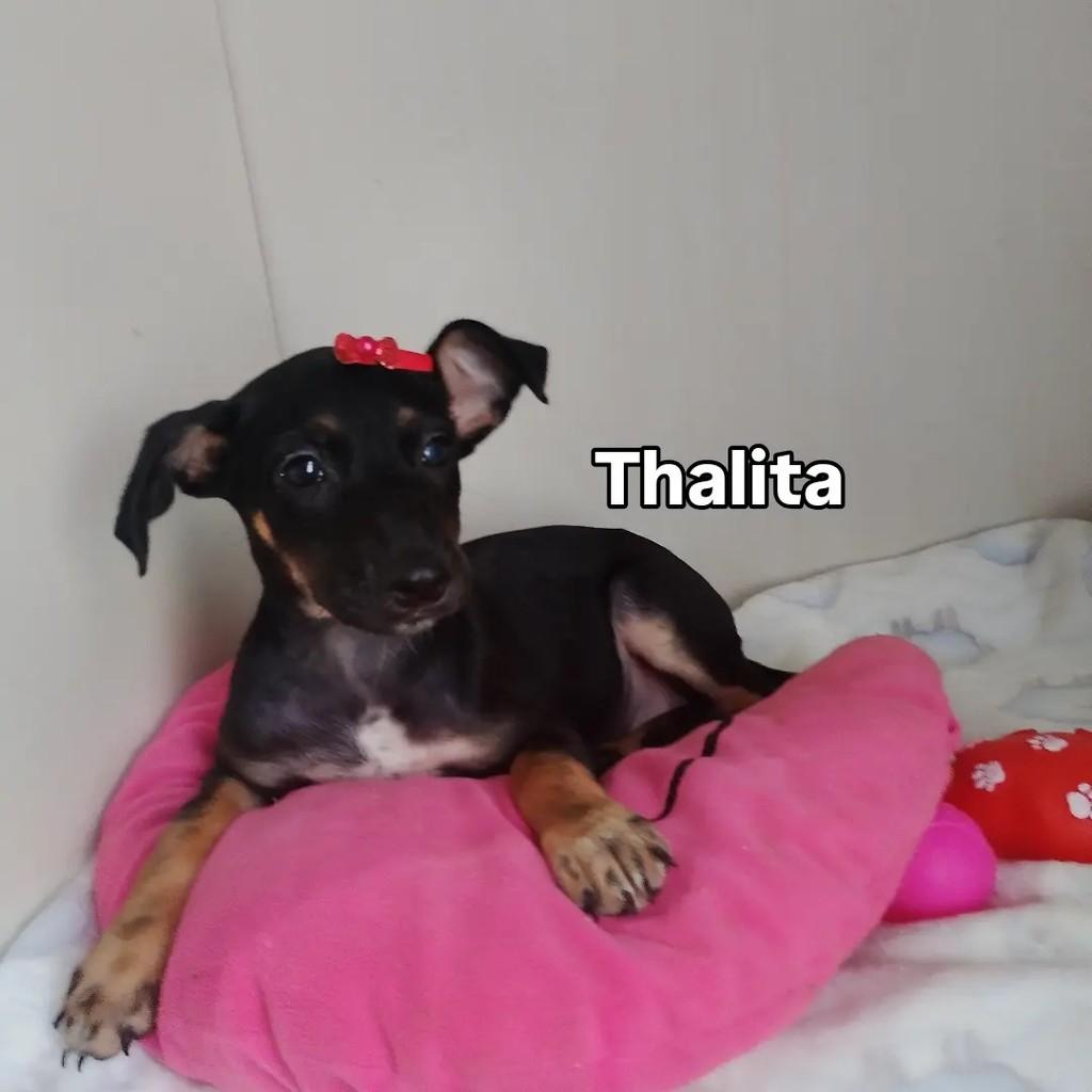 Thalita, cachorro de porte pequeno para adoção em Salvador - BA