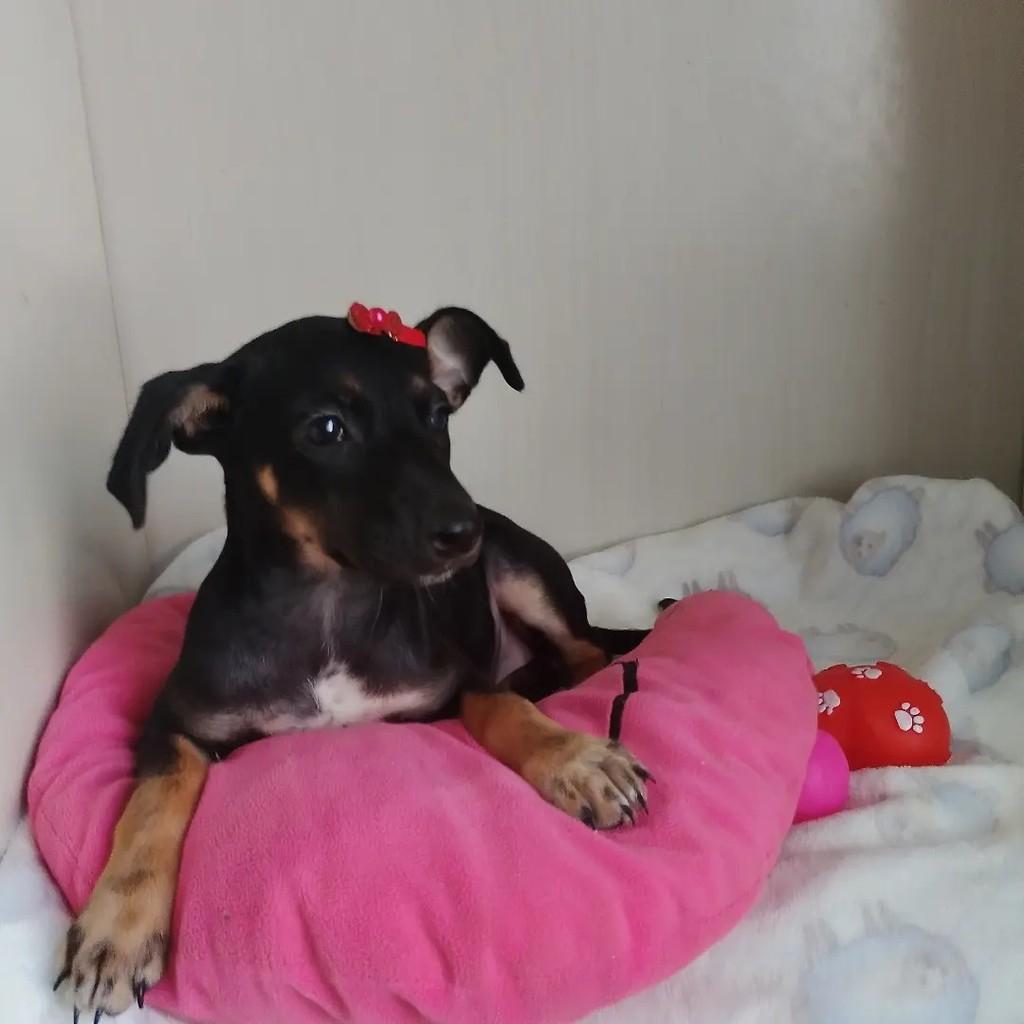 Thalita, cachorro de porte pequeno para adoção em Salvador - BA — foto 2 de 8